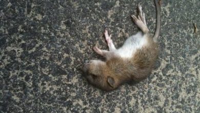 رؤية الفأر الميت في المنام للمتزوجة: معانيها الغامضة وتأثيراتها على حياتها الزوجية! 5 تفسير حلم الفأر الميت3