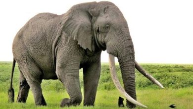 <p><strong>الخوف من الفيل في المنام للمتزوجة: دلالات ورموز تُدهش العقول وتكشف الأسرار!</strong></p> 8 تفسير حلم الفيل يطاردني