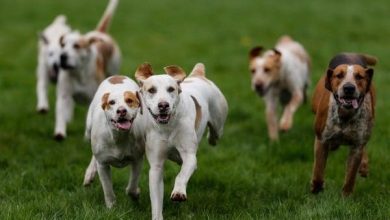 <p><strong>ضرب الكلاب في المنام للرجل المتزوج: رسالة غامضة تحمل دلالات عميقة وأبعاد نفسية مدهشة</strong></p> 7 تفسير حلم الكلاب في المنام لابن سيرين1