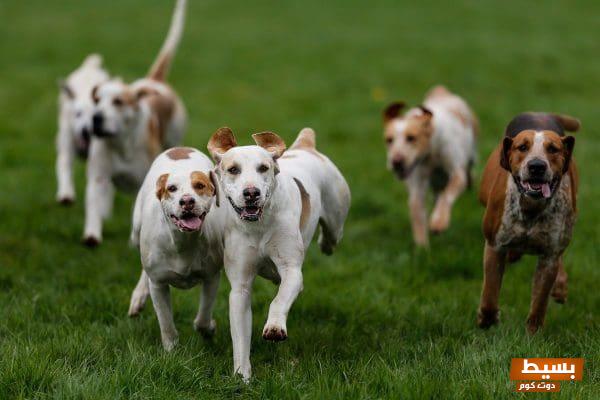 <p><strong>ضرب الكلاب في المنام للرجل المتزوج: رسالة غامضة تحمل دلالات عميقة وأبعاد نفسية مدهشة</strong></p> 1 تفسير حلم الكلاب في المنام لابن سيرين1