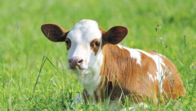 <p><strong>تفسير حلم ذبح عجل للرجل المتزوج: دلالات ورموز تعكس معاني عميقة في حياته</strong></p> 8 تفسير حلم ذبح عجل سمين لابن سيرين scaled