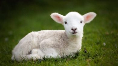 اكتشف العيوب التي لا تجوز في الأضحية دليل شامل لضمان قبول عبادتك 2 تفسير حلم رؤية الأضحية في المنام2