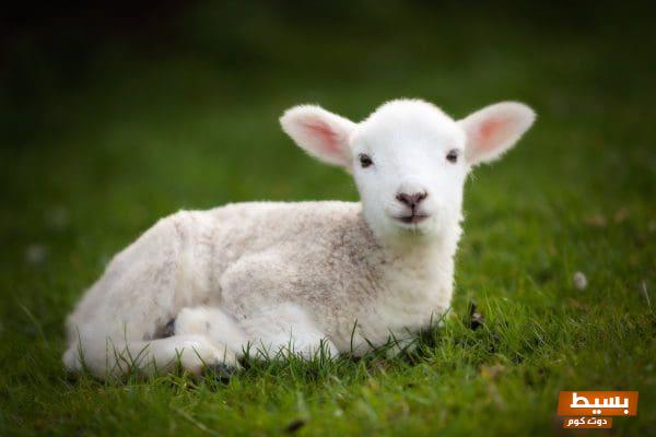 اكتشف العيوب التي لا تجوز في الأضحية دليل شامل لضمان قبول عبادتك 1 تفسير حلم رؤية الأضحية في المنام2