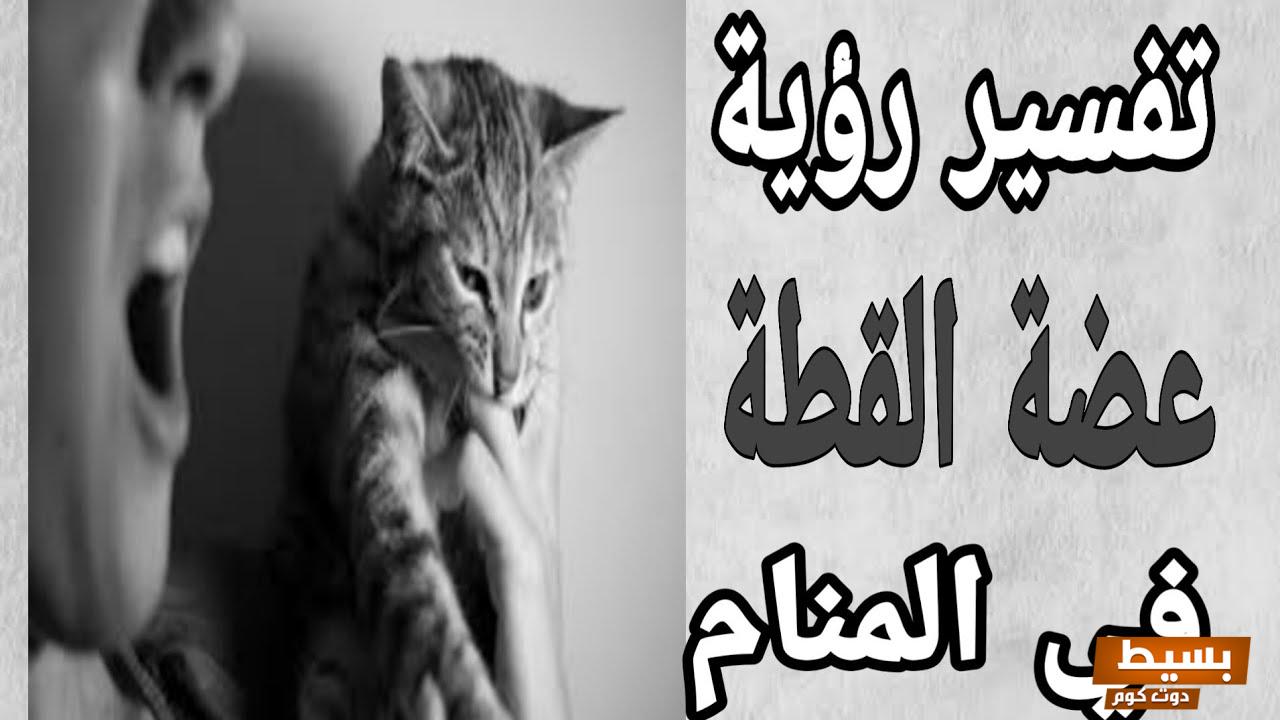 تفسير حلم قطة عضتني في يدي 4 تفسير حلم قطة عضتني في يدي