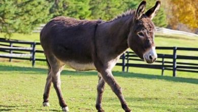 <p><strong>رؤية أنثى الحمار في المنام: تأويلات ودلالات غامضة تكشف أسرار حياتك المستقبلية</strong></p> 5 تفسير رؤية الحمار في المنام