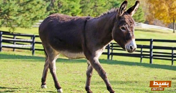 <p><strong>رؤية أنثى الحمار في المنام: تأويلات ودلالات غامضة تكشف أسرار حياتك المستقبلية</strong></p> 1 تفسير رؤية الحمار في المنام