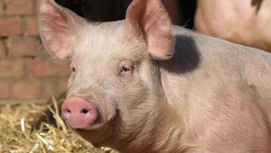 رفض أكل لحم الخنزير في المنام: تأويلات ودلالات تكشف أسرار الرؤى وحقائقها الروحية المدهشة 7 تفسير رؤية الخنزير في المنام