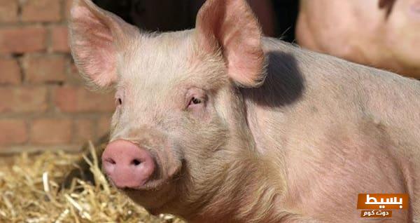 رفض أكل لحم الخنزير في المنام: تأويلات ودلالات تكشف أسرار الرؤى وحقائقها الروحية المدهشة 1 تفسير رؤية الخنزير في المنام