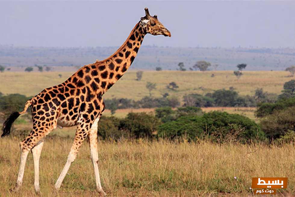 تفسير رؤية الزرافة في المنام: اكتشف المعاني الخفية والدلالات الروحية وراء هذه الرؤية الساحرة! 6 تفسير رؤية الزرافة في المنام