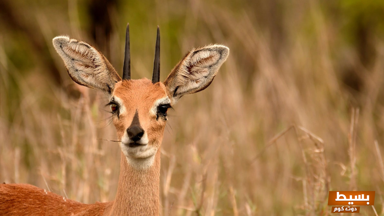 تعرّف على تفسير رؤية الغزال في المنام لكبار العلماء ومعناه بالتفصيل استكشف الأسرار والرموز وراء هذا الحلم الرائع! 20 تفسير رؤية الغزال في المنام
