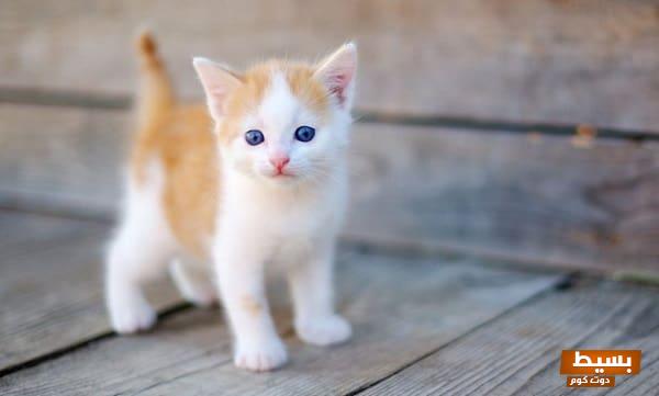 <p><strong>تفسير حلم قطة ولدت ثلاث قطط: اكتشف المعاني العميقة وراء هذا الحلم الغامض</strong></p> 1 تفسير رؤية القطة السوداء أو البيضاء في الحلم 1