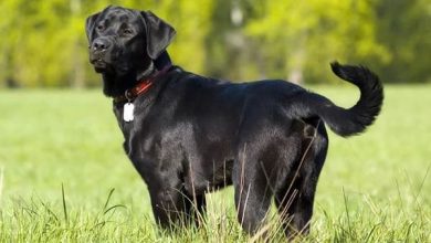 تفسير حلم الكلاب السوداء للرجل المتزوج: دلالات غامضة قد تغير مجرى حياتك! 2 تفسير رؤية الكلب الأسود في المنام