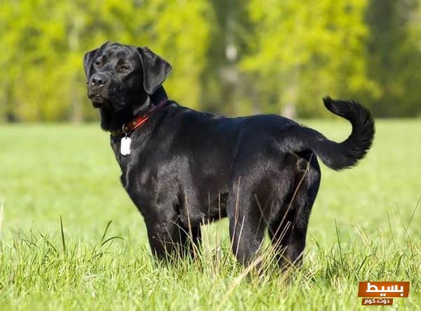 تفسير حلم الكلاب السوداء للرجل المتزوج: دلالات غامضة قد تغير مجرى حياتك! 1 تفسير رؤية الكلب الأسود في المنام