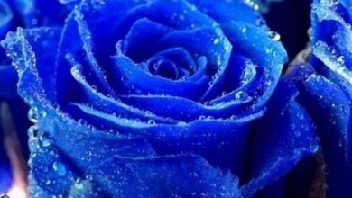 تفسير رؤية اللون الأزرق في المنام: دلائل وعبر عميقة تعكس مشاعرنا وآمالنا الحقيقية 6 تفسير رؤية اللون الأزرق في