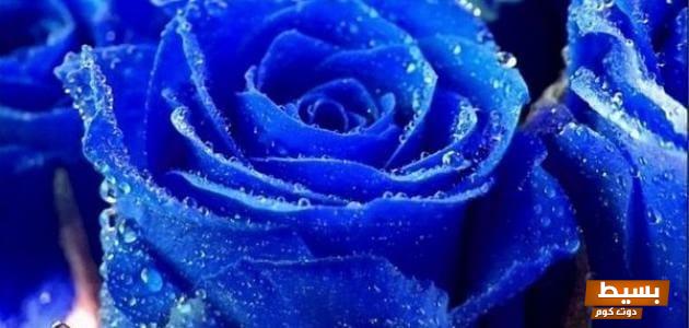 تفسير رؤية اللون الأزرق في المنام: دلائل وعبر عميقة تعكس مشاعرنا وآمالنا الحقيقية 1 تفسير رؤية اللون الأزرق في