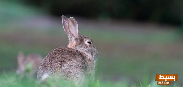 تفسير رؤية ذبح الأرنب في المنام اكتشف المعاني العميقة والتفسيرات المدهشة وراء هذه الرؤية المثيرة! 3 تفسير رؤية ذبح الارنب