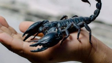 تفسير حلم لدغة العقرب في اليد اليمنى: رمز الخطر ودلالات التحذير في حياة الرائي! 4 تفسير لدغة العقرب في المنام