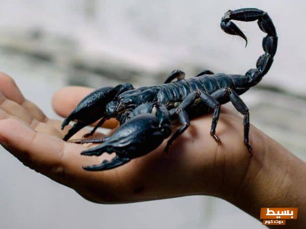 تفسير حلم لدغة العقرب في اليد اليمنى: رمز الخطر ودلالات التحذير في حياة الرائي! 1 تفسير لدغة العقرب في المنام