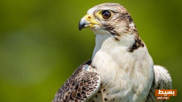 خلفيات مذهلة لصقور مكتوب عليها شعر ملهم تأسر القلوب وتثري الروح 4 خلفيات صقور مكتوب عليها شعر