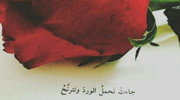 خواطر عن الورد