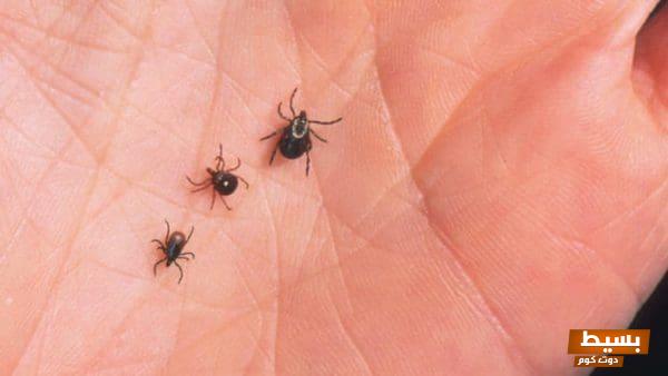 دعاء قوي وطريقة فعالة لطرد الصراصير من المنزل وعيش في بيئة نظيفة وصحية! 1 دعاء لطرد الصراصير من المنزل