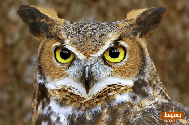 رؤية البومة في المنام للعزباء.. اكتشف ما هو تفسير رؤية البومة في المنام للعزباء وما الدلالات الغامضة ورائها التي قد تغير مجرى حياتك! 23 رؤية البومة في المنام