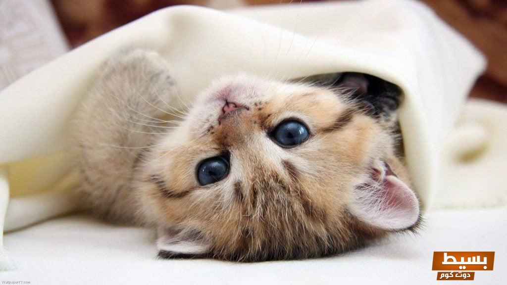 ما معنى رؤية قطة مريضة في المنام اكتشف الدلالات الغامضة والمعاني العميقة وراء هذه الرؤية المثيرة! 4 رؤية قطة مريضة في المنام