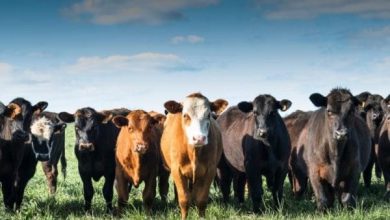 شروط الأضحية من البقر: دليل شامل لذبح أفضل الأضاحي وتحقيق أفضل بركات العيد 5 شروط الأضحية من البقر scaled