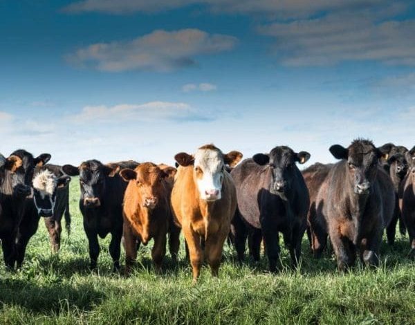 شروط الأضحية من البقر: دليل شامل لذبح أفضل الأضاحي وتحقيق أفضل بركات العيد 1 شروط الأضحية من البقر scaled