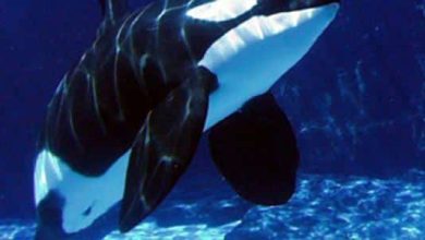 صفات رجل برج الحوت في الحب: اكتشف الأسرار الجذابة لشخصيته الغامضة وكيف تؤثر على علاقاته العاطفية! 7 صفات رجل برج الحوت في الحب