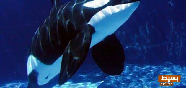 صفات رجل برج الحوت في الحب: اكتشف الأسرار الجذابة لشخصيته الغامضة وكيف تؤثر على علاقاته العاطفية! 1 صفات رجل برج الحوت في الحب