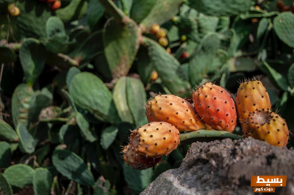 فوائد التين الشوكي اكتشف أسرار هذه الثمرة الساحرة لصحة جسمك وجمال بشرتك! 7 فوائد التين الشوكي