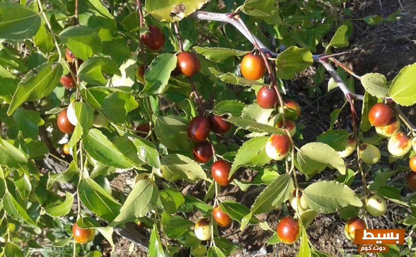 فوائد السدر المذهلة للعين والحسد اكتشف أسرار الطبيعة في حماية صحتك الروحية! 5 فوائد السدر للعين والحسد