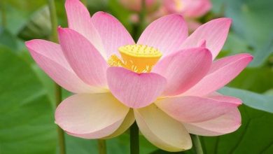 اكتشف فوائد زهرة اللوتس الرائعة للجسم سر الصحة والجمال المخفي! 6 فوائد زهرة اللوتس
