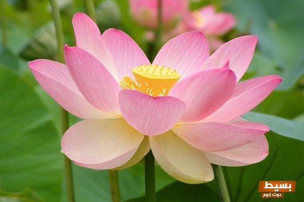 اكتشف فوائد زهرة اللوتس الرائعة للجسم سر الصحة والجمال المخفي! 1 فوائد زهرة اللوتس