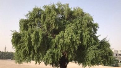 <p><strong>رؤية شخص يقطع شجرة في المنام: دلالات رمزية وتأثيرات على حياتك المستقبلية</strong></p> 3 فوائد شجرة السدر في البيت3