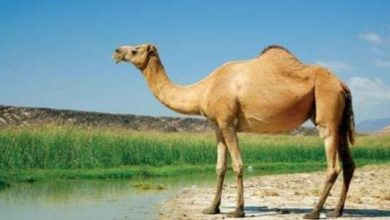 فوائد شحم الجمل المذهلة لتكبير الذكر اكتشف السر وراء تحسين حجمك و ثقتك! 7 فوائد شحم الجمل لتكبير الذكر