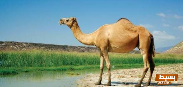 فوائد شحم الجمل المذهلة لتكبير الذكر اكتشف السر وراء تحسين حجمك و ثقتك! 1 فوائد شحم الجمل لتكبير الذكر