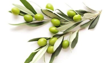 فوائد مغلي ورق الزيتون المدهشة وكيفية تحضيره بسهولة اكتشف الأسرار الصحية وراء هذا المشروب الرائع! 5 فوائد مغلي ورق الزيتون