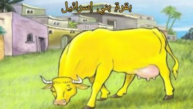قصة بقرة بني إسرائيل: حكاية مدهشة تعكس أسرار الحكمة والعدالة الإلهية! 3 قصة بقرة بني إسرائيل