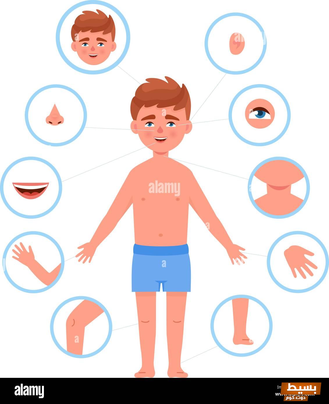 قصة مثيرة وممتعة عن جسم الإنسان للأطفال اكتشفوا العجائب التشريحية وحقائق مذهلة! 3 قصة عن جسم الانسان للاطفال
