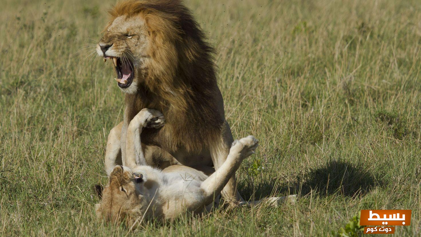 قصة مثيرة عن فريسة ومفترس قصيرة صراع البقاء في عالم الطبيعة الغادر 7 قصة عن فريسة ومفترس قصيرة