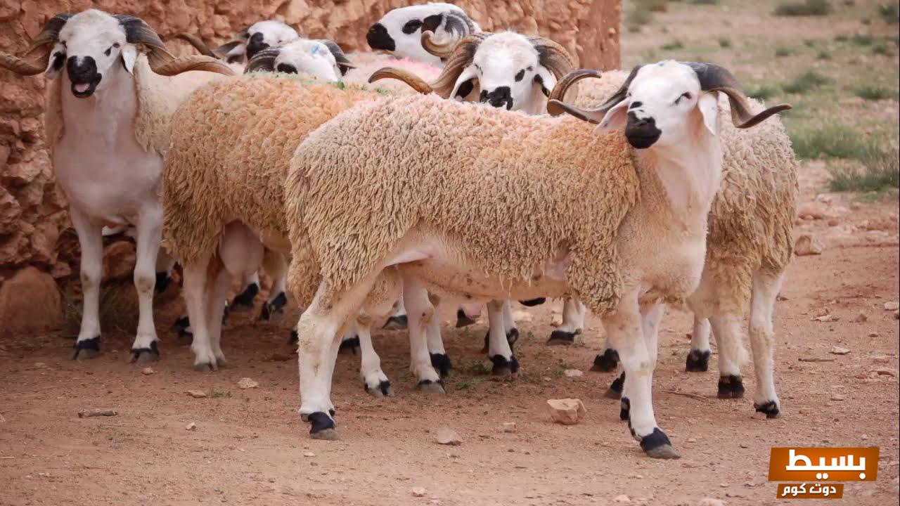 أسعار الأضاحي هذا العام 2025 في السعودية اكتشف المفاجآت والفرص المميزة! 7 كم أسعار الأضاحي هذا العام 2021 السعودية