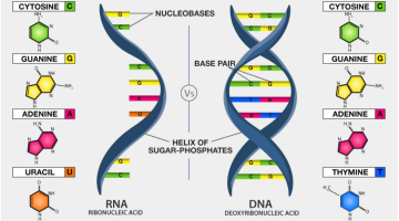 لماذا dna اكثر ثباتا من rna