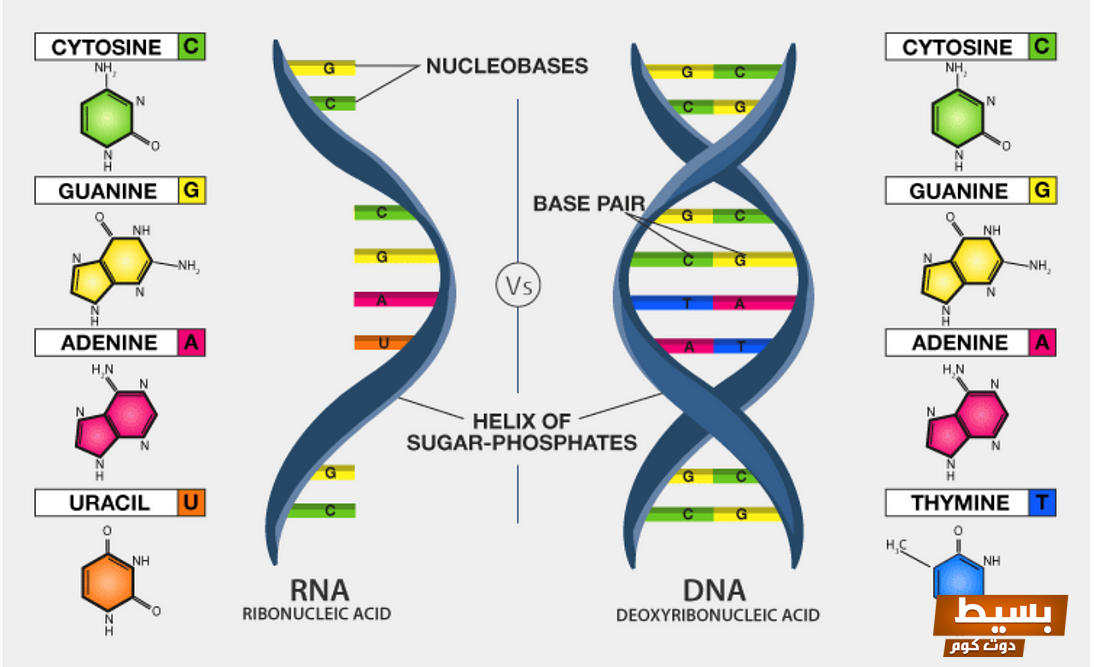 لماذا DNA أكثر ثباتاً من RNA اكتشف السر وراء دقة واستدامة المعلومات الوراثية!