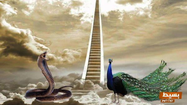 لماذا الطاووس لا يدخل الجنة: كشف أسرار هذا الطائر الرائع والمفاجآت التي تخفيها الأساطير! 1 لماذا الطاووس لا يدخل الجنة