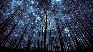 <p><strong>رؤية النجوم تتلألأ في السماء في المنام للعزباء: دلالات سحرية ومعاني عميقة</strong></p> 6 لماذا لا نرى النجوم في النهار 1