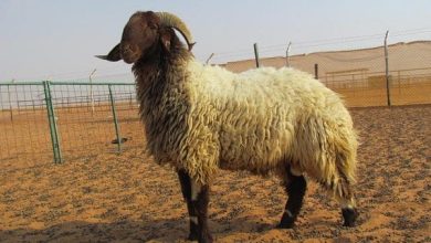 ما حكم من لم يستطع شراء أضحية العيد؟ اكتشف الفتاوى المهمة والبدائل المتاحة لتعزيز روح العيد! 5 ما حكم من لم يستطع شراء أضحية العيد