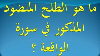 اكتشف أسرار الطلح المنضود الشجرة المذهلة التي تتحدى الزمن وتجذب الأنظار! 8 ما هو الطلح المنضود