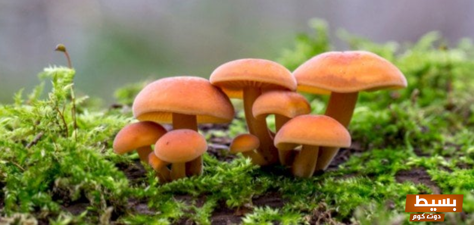 ما هو الفطر البرتقالي في الرجل اكتشف أسرار هذا الظاهرة الغامضة وأسباب ظهورها وكيفية التعامل معها! 15 ما هو الفطر البرتقالي في الرجل؟